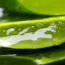 Babosa - Aloe vera