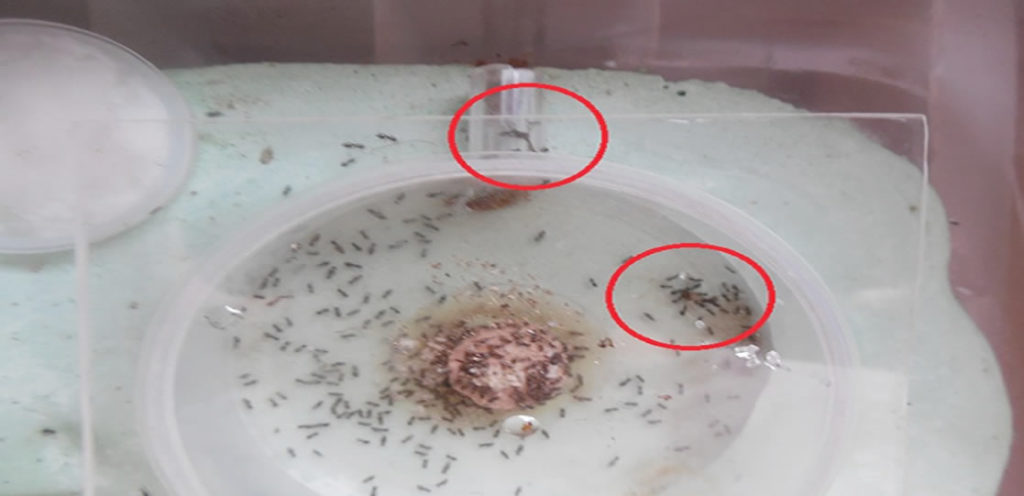 receita caseira para acabar com as moscas e insetos