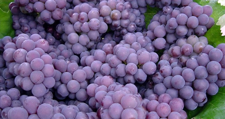 Benefícios da uva roxa