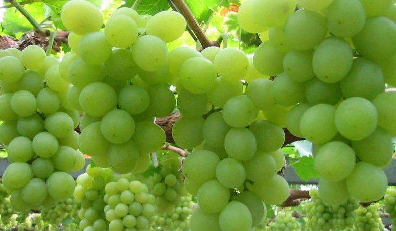 Benefícios da uva verde
