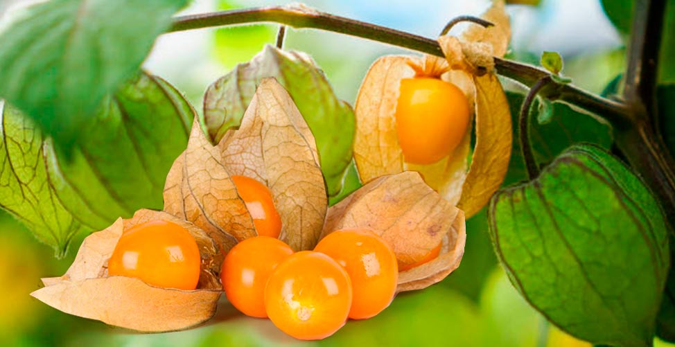 Golden Berry e seus benefícios