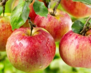 Benefícios da maçã