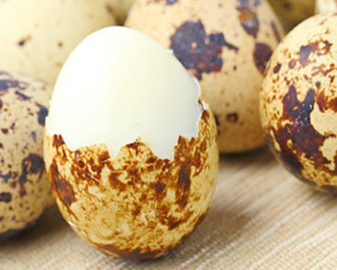 Benefícios do ovo de codorna