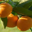 Benefícios da tangerina