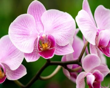Como plantar orquídeas