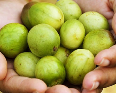 benefícios da fruta umbu