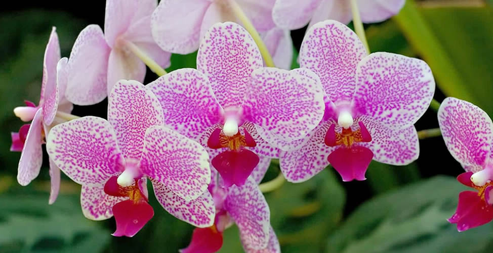 Como plantar orquídeas
