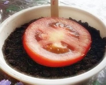 plantar tomate da maneira mais simples do mundo