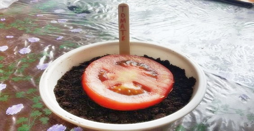plantar tomate da maneira mais simples do mundo