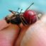 insetos mais perigosos do mundo