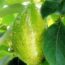 benefícios da folha de abacate