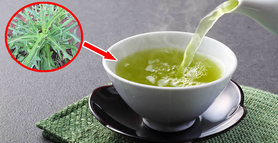 Benefícios da Alface Selvagem em Chá