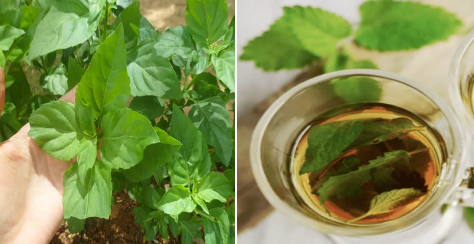 Benefícios do Chá de Alfavaca