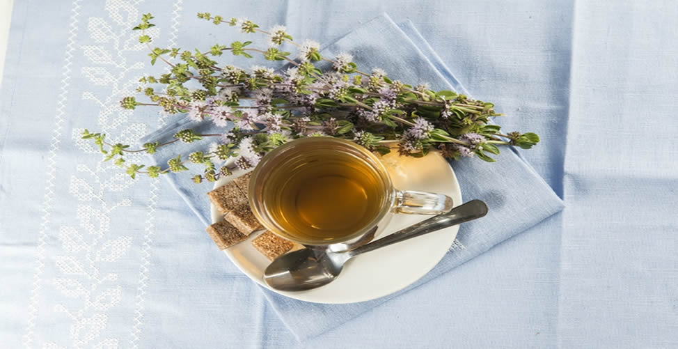 Benefícios do Chá de Poejo-Receita