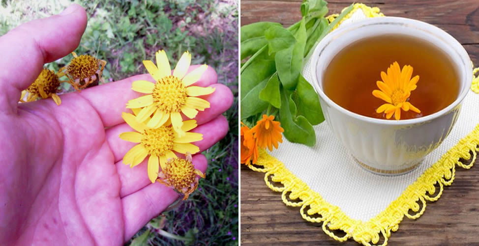 Benefícios da Arnica - Chá