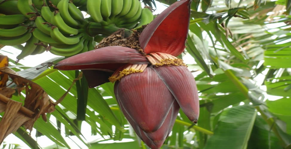 Benefícios da Flor de Bananeira
