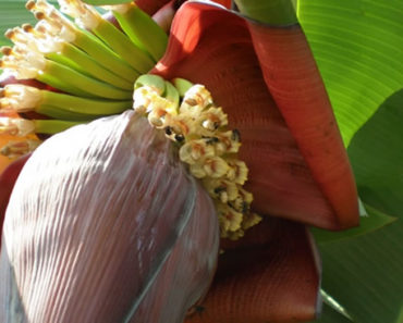 Benefícios-da-Flor-de-Bananeira