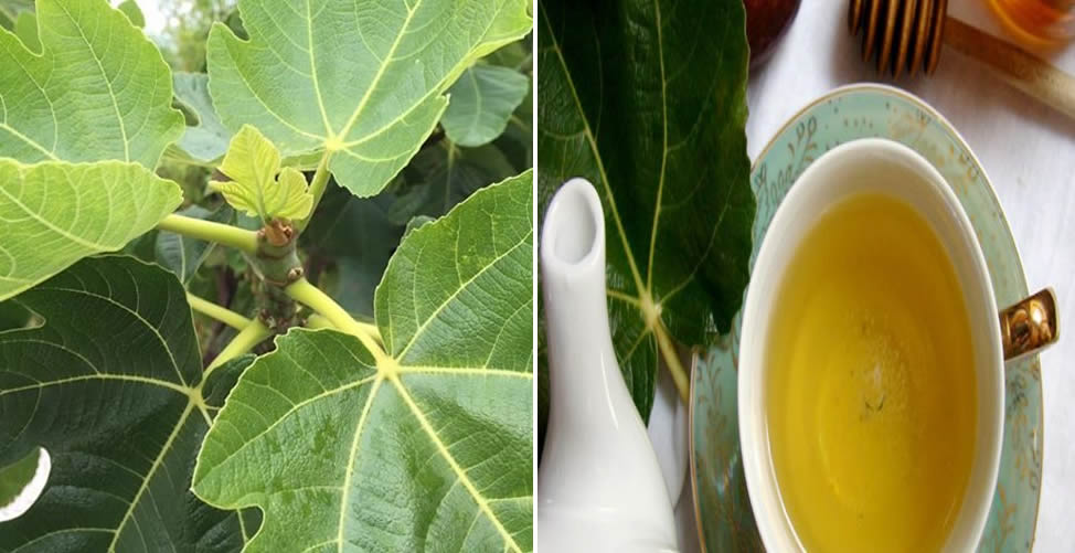 Benefícios do Chá de Folha de Figo - Receita