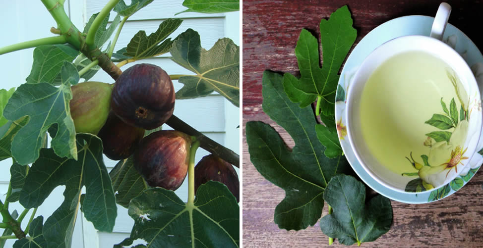 Benefícios do Chá de Folha de Figo