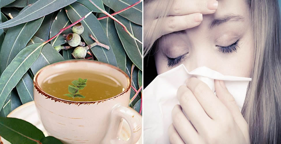 Remédio caseiro Para Sinusite - Chá de Eucalipto com Hortelã